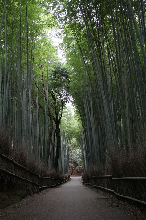 竹林很陰|竹